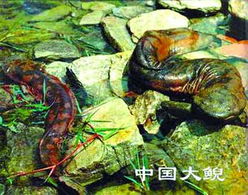 暫停餐飲經(jīng)營許可證發(fā)放與畜牧漁業(yè)飼料銷售 短期調(diào)控與市場影響探析