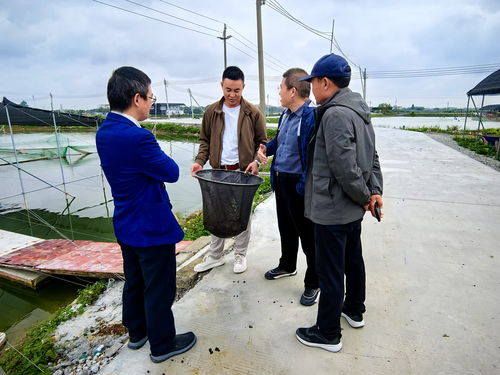 芯質(zhì)發(fā)展助力水產(chǎn)種業(yè)振興 畜牧獸醫(yī)局與農(nóng)業(yè)農(nóng)村局協(xié)同推進畜牧漁業(yè)飼料銷售新篇章