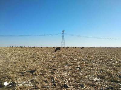 開魯縣 肥牛產業鏈的繁榮之路——養殖、銷售與飼料供應一體化發展