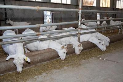 二十大精神引領富平特色產業新篇章 聚焦畜牧漁業飼料銷售，做大做強縣域優勢產業